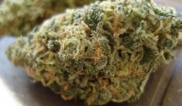 Butter OG Strain Growing