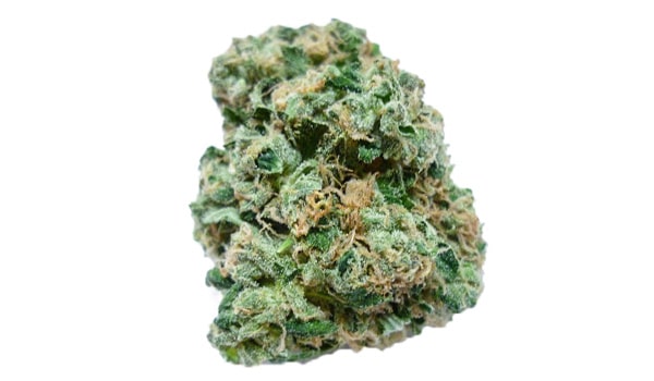 Donegal Strain Growing
