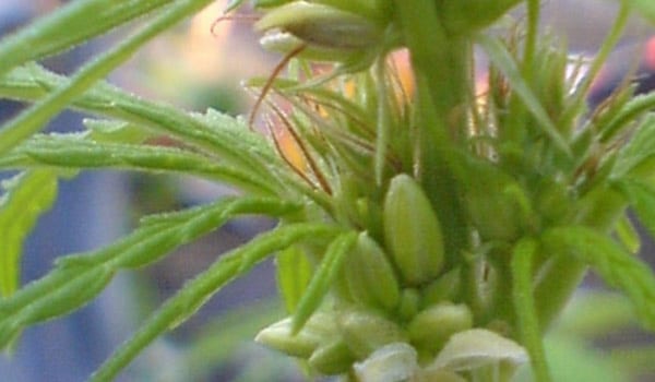 Hermaphrodites