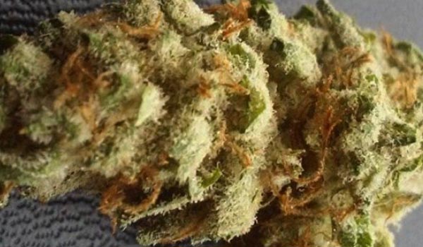 Highwayman Strain Growing
