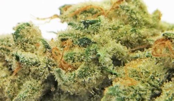 Highwayman Strain Medical