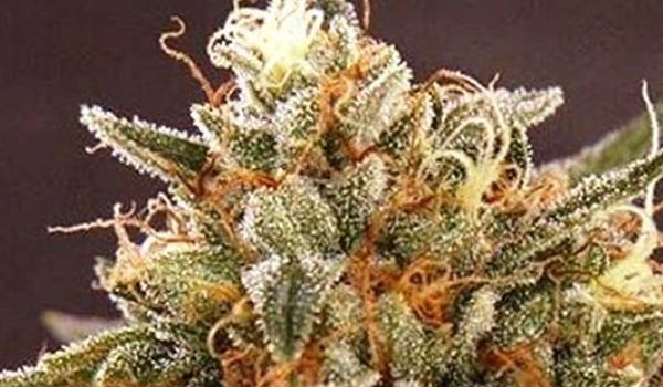 IG Kush Strain Effects