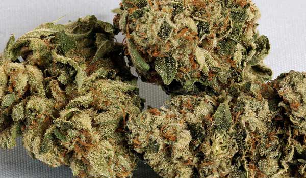 IG Kush Strain Medical