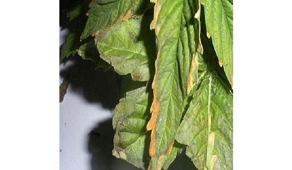 Marijuana nutrient burn