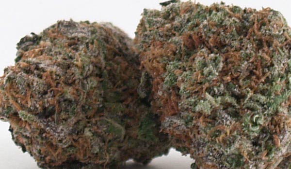 Merlot OG Strain Medical