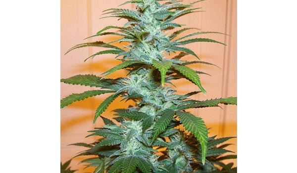 Nutrients during flowering stage