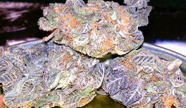 Purple Bubba Strain Growing