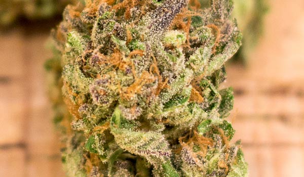 Rip City Purps Strain Medical