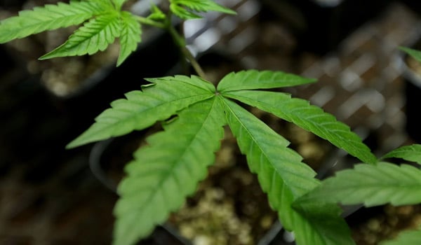 Selling Marijuana