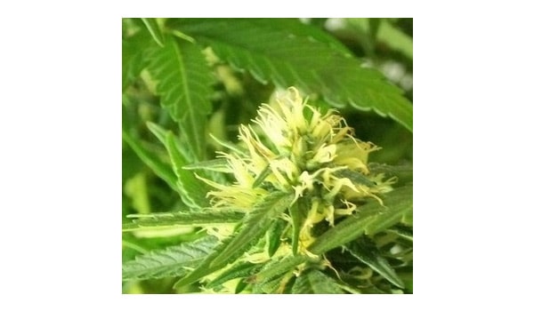 Silver thiosulfate feminizing marijuana plants