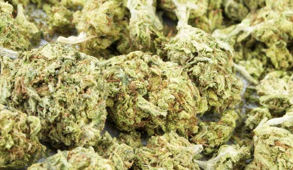 Skins Skunk Strain Effects