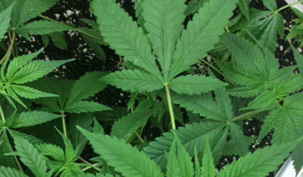 Skins Skunk Strain Growing