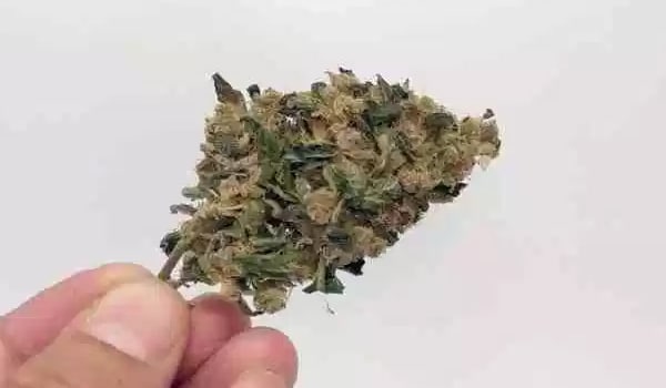 Sour Banana Sherbet Strain Growing