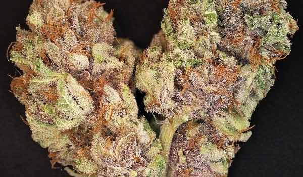 The Ox Strain Effects