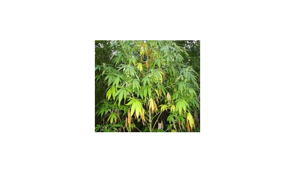 fix sick marijuana leaves