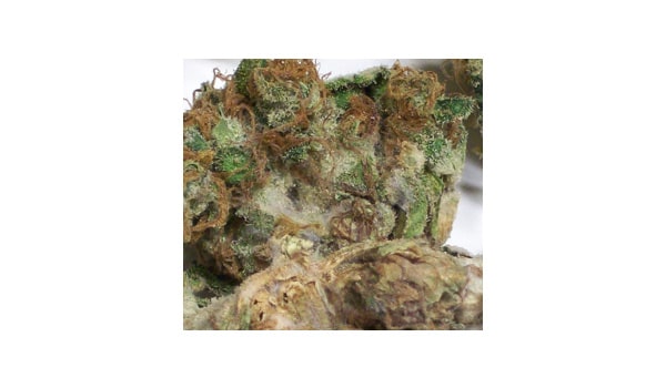 get rid of but rot botrytis and grey mold marijuana