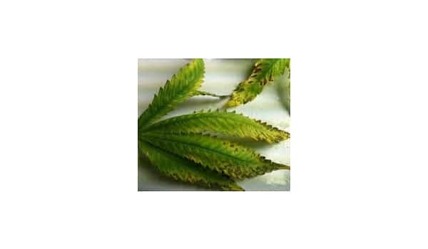nutrient problems leaves marijuana