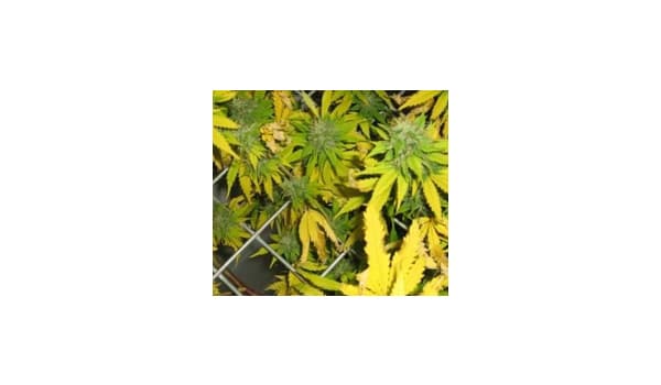 ph imbalance leaves marijuana