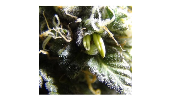pollinate make feminzied marijuana seeds