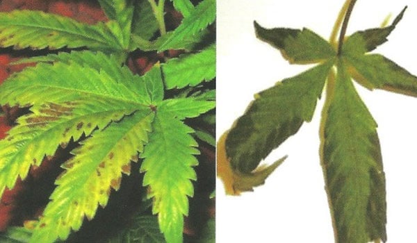 prevent phosphorus deficiency marijuana