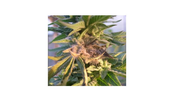 signs bud rot marijuana