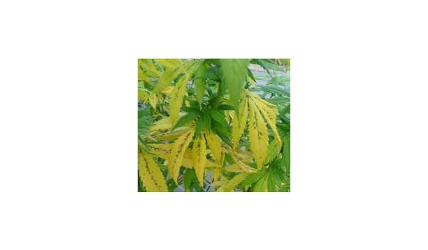 signs of dying leaves marijuana