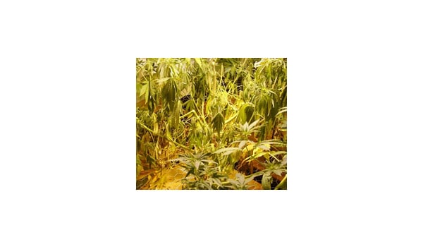 water problems leaves marijuana