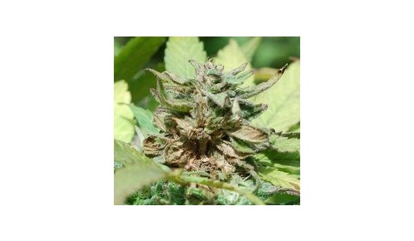 what is bud rot marijuana