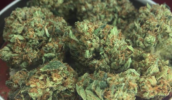 alien hallucination strain