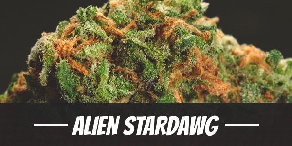 Alien Stardawg Strain
