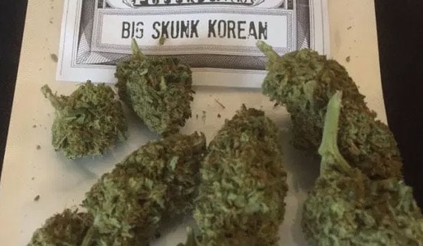 Big Skunk Korean Strain Growing