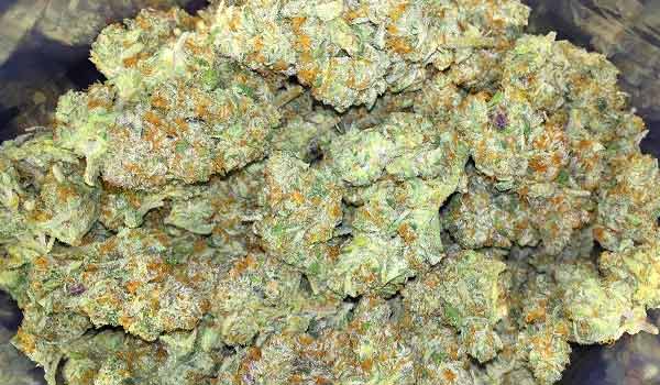 Big Skunk Korean Strain Review - I Love Growing Marijuana