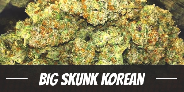 Big Skunk Korean Strain Review - I Love Growing Marijuana
