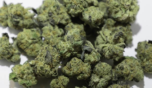 Cookie Jar Strain Effects
