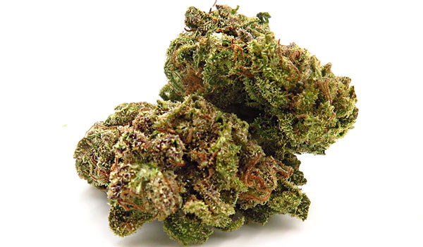 Cookie Jar Strain Growing