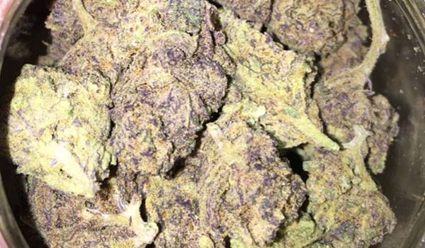 Cookie Jar Strain Medical