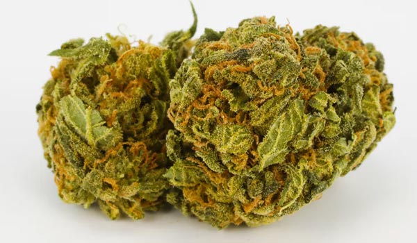 Fifth Element Strain Growing