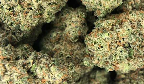 Flo Limone Strain Growing