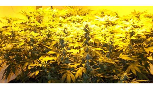 Grand Daddy Purple Strain Effects