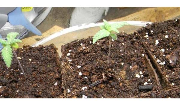 Grand Daddy Purple Strain Growing
