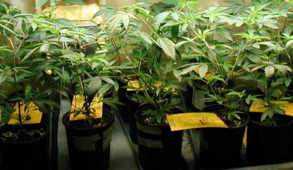 Growing Indoors