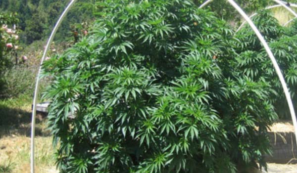 Growing Outdoor