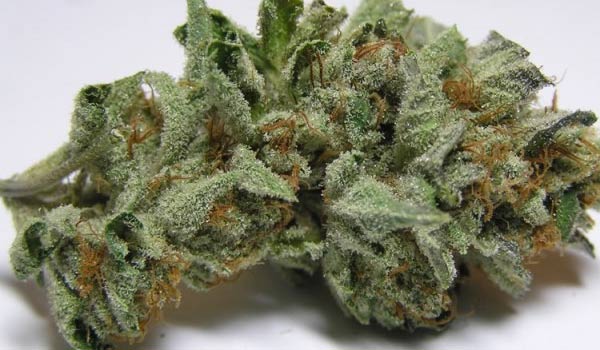 Memory Loss Strain Growing