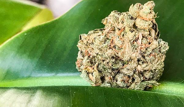 Memory Loss Strain Medical
