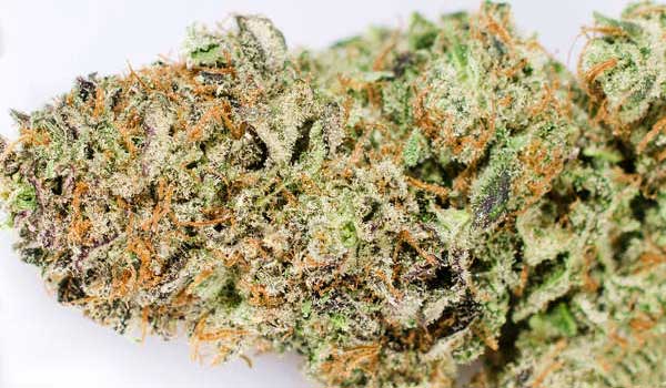 Red Widow Strain Effects