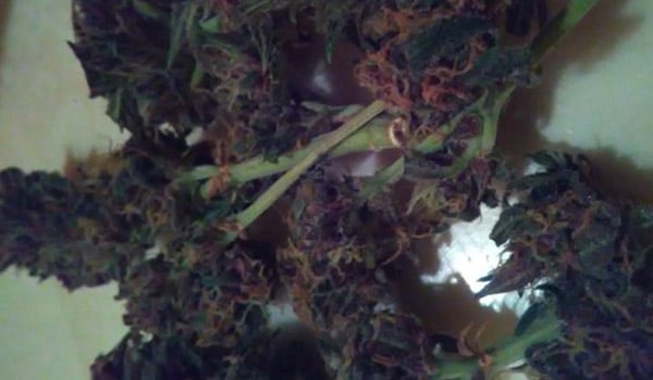 Red Widow Strain Growing
