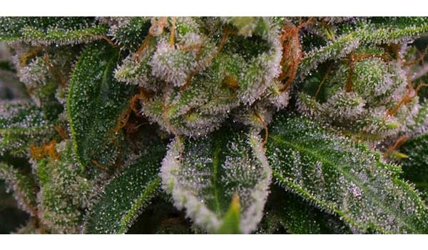 Skywalker OG Strain Effects