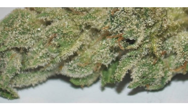 Skywalker OG Strain Medical