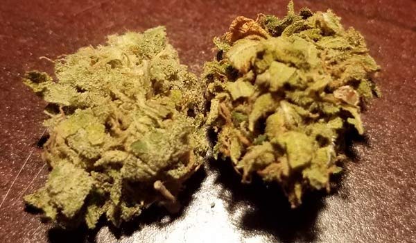 dark angel strain dark angel strain