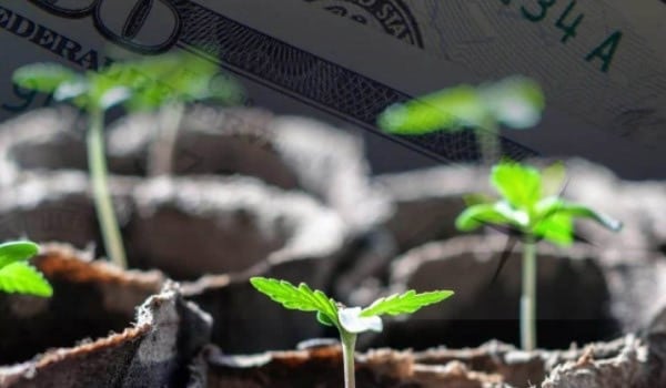 The Costs And Revenues Of Growing Marijuana